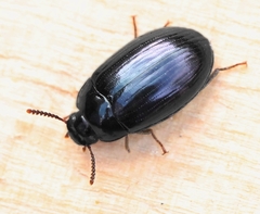 Platydema violacea