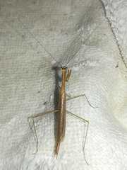 Bistanta mexicana