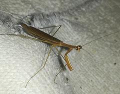 Bistanta mexicana