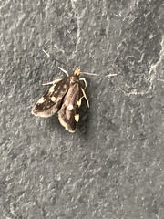Telechrysis tripuncta