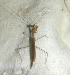 Bistanta mexicana