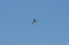 Ceryle rudis rudis