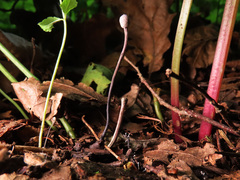Ophiocordyceps entomorrhiza