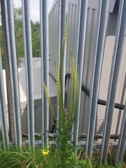 Reseda luteola