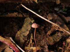 Mycena sanguinolenta