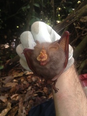 Rhinolophus trifoliatus