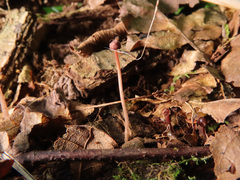 Mycena sanguinolenta