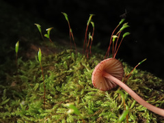 Mycena sanguinolenta