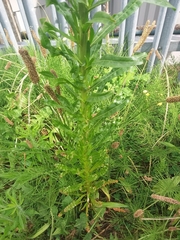 Reseda luteola