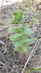 Hylotelephium maximum