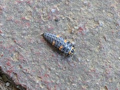 Coccinella septempunctata