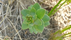 Hylotelephium maximum