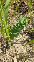 Hylotelephium maximum