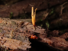 Ophiocordyceps variabilis