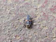 Coccinella septempunctata