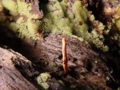 Ophiocordyceps variabilis