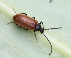 Pseudocistela ceramboides