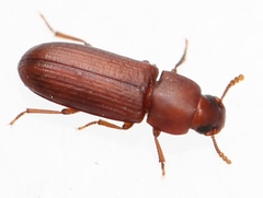 Tribolium castaneum