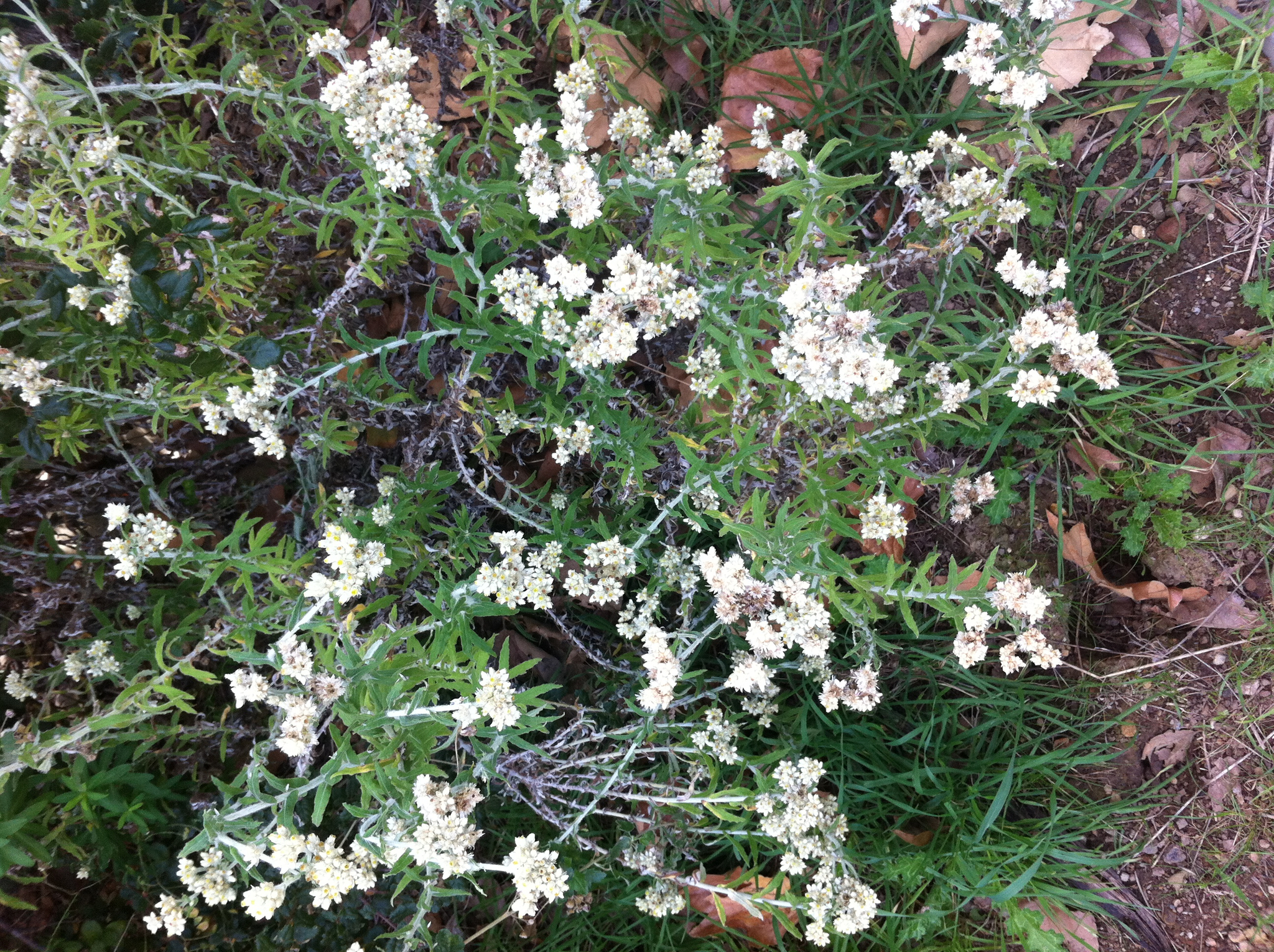 Pseudognaphalium canescens ssp. canescens