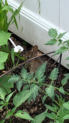 Sylvilagus floridanus