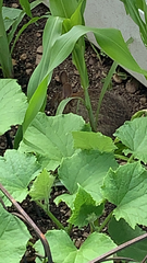 Sylvilagus floridanus