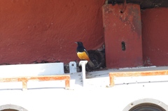 Thamnolaea cinnamomeiventris