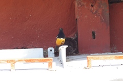 Thamnolaea cinnamomeiventris