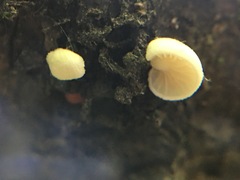 Crepidotus stipitatus