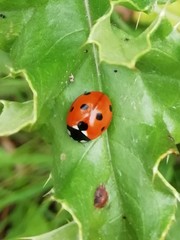 Coccinella septempunctata