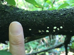 Crepidotus stipitatus
