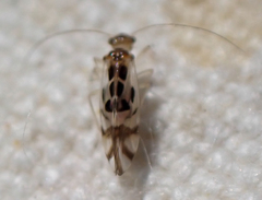 Graphopsocus cruciatus