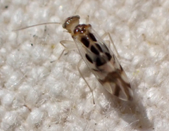 Graphopsocus cruciatus