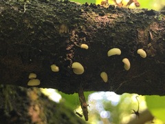 Crepidotus stipitatus