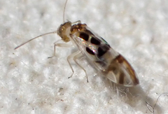 Graphopsocus cruciatus