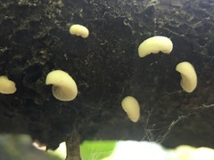 Crepidotus stipitatus