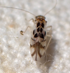 Graphopsocus cruciatus