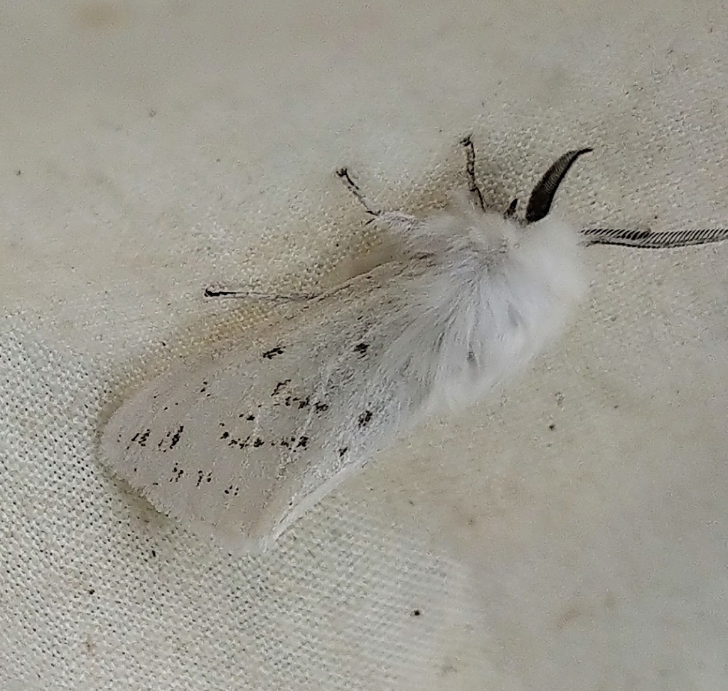 Dubious Tiger Moth from Dillberry Lake Provincial Park on June 17, 2020 ...