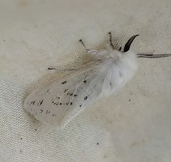 Spilosoma dubia