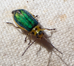 Trirhabda flavolimbata