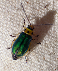 Trirhabda flavolimbata