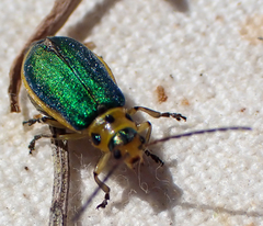 Trirhabda flavolimbata