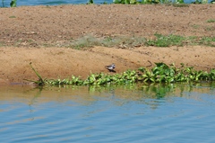 Charadrius tricollaris