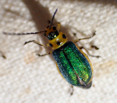 Trirhabda flavolimbata