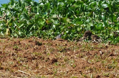 Charadrius tricollaris