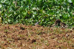 Charadrius tricollaris