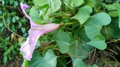 Ipomoea lozanii