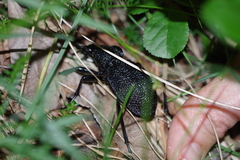 Carabus gigas