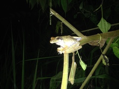 Polypedates macrotis