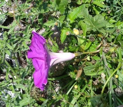 Ipomoea lozanii