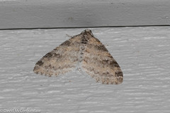 Lobophora nivigerata